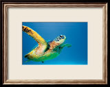 Green Sea Turtle
