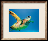 Green Sea Turtle