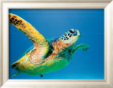 Green Sea Turtle