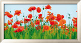Poppy Fields