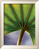 Ricepaper Plant