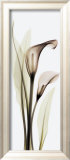 Calla Lily