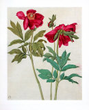 Peonies