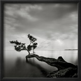 Water Tree