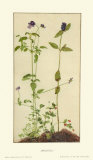 Three Medicinal Herbs: Pansy  Brunella  Anagallis