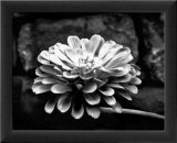 Zinnia