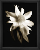 Portrait in White II