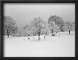 Prospect Park Trees