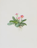 Ordinary Stipeless Primrose