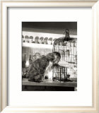 Child  Cat and Dove