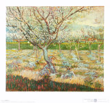 Olive Trees