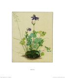 Columbine