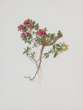 Small Boxwood