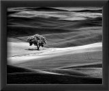 Lone Tree
