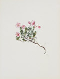 Small Alpine Rose