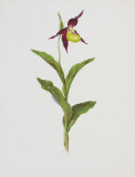 Lady's Slipper