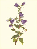 Bellflower