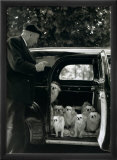 Les Chien du Marquis de Cuevas  Bois de Boulogne