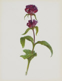 Dreary Purple Gentian