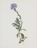 Berg-Sternblume