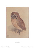 The Owlet