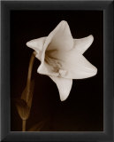 White Flower