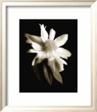 Portrait in White II