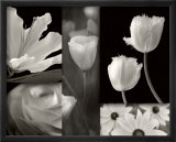 Summer Garden II
