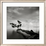 Water Tree