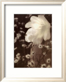 Glowing Tulip I