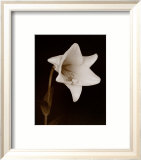White Flower