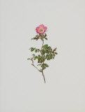 Wild Rose