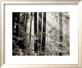 Misty Forest