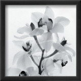 Orchid Spray I
