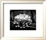 Zinnia