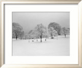Prospect Park Trees