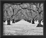 Old Walnut Orchard