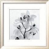 Orchid Spray I