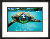 Honu  Turtle