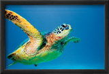 Green Sea Turtle