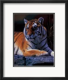 Bengal Tiger