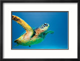 Green Sea Turtle