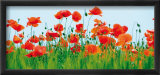 Poppy Fields
