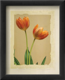 Tangerine Tulips I