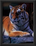 Bengal Tiger