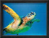 Green Sea Turtle