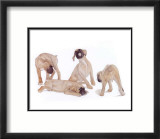 Puppies and Kittens III