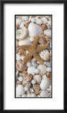 Shell Menagerie II