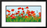 Poppy Fields