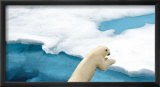Ursus Maritimus